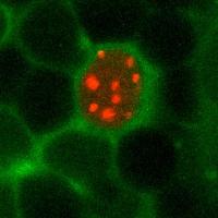 Sleep Tight! Researchers Identify the Beneficial Role of Sleep (2 of 3)