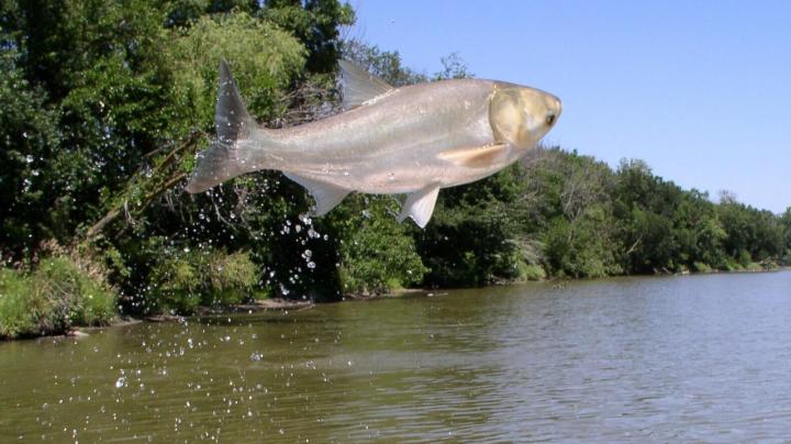 Silver carp