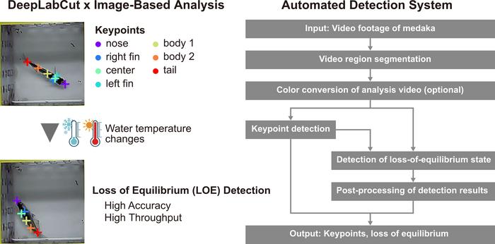 Automated loss of equilibrium detection system combining DeepLabCut and AI-based image analysis