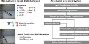Automated loss of equilibrium detection system combining DeepLabCut and AI-based image analysis