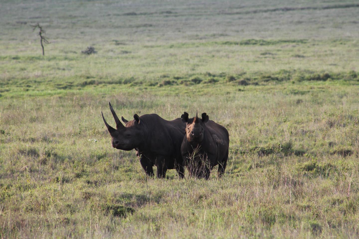 Black Rhinoceros