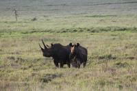 Black Rhinoceros