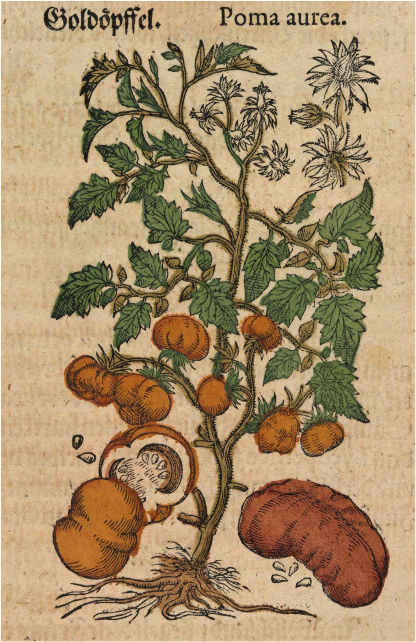 A 500-year-old Mystery Solved