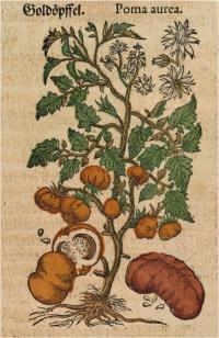 A 500-year-old Mystery Solved