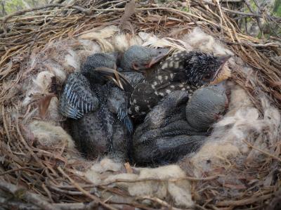 Crows, Cuckoos and the Occasional Benefits of Parasitism (2 of 6)