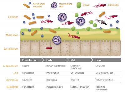 <i>Salmonella</i> vs. the Good Guys
