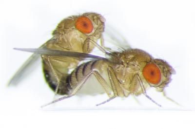 <I>Drosophila</I> Flies Mating