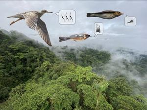 Bird migration graphic