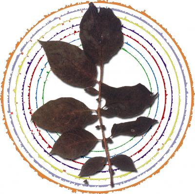 <i>Phytophthora infestans</i> Gene Visualization