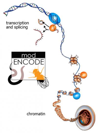 modENCODE Overview