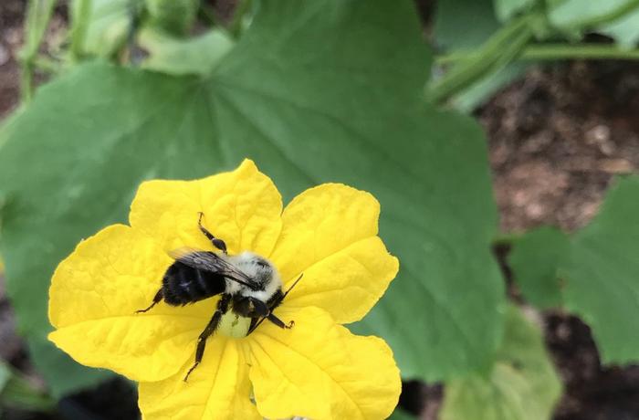 Higher Temps Can Benefit Bumble Bees (Up to a Point)