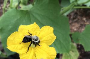 Higher Temps Can Benefit Bumble Bees (Up to a Point)