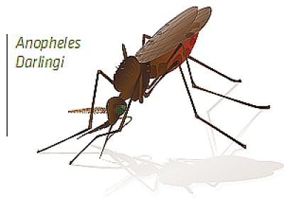 <I>Anopheles darlingi</I>