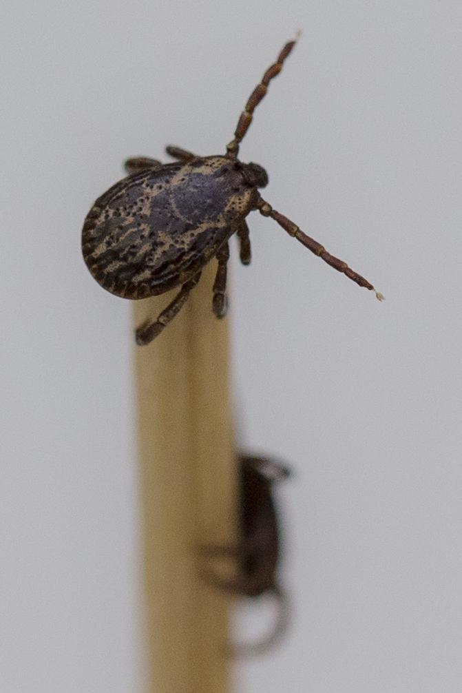 Ticks
