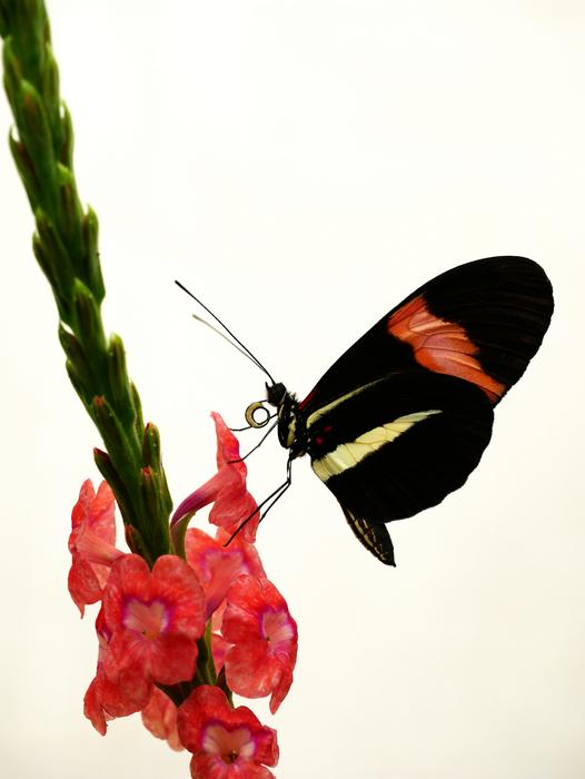 Geriactric butterfly