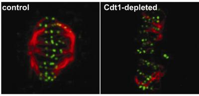 DNA Replication Protein also Has a Role in Mitosis, Cancer