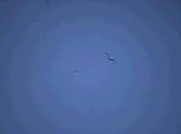 A Naive Worm
