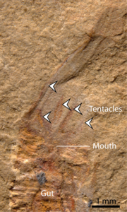 Close up Gangtoucunia aspera mouth region