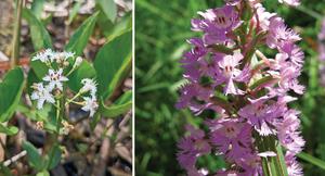 Buckbean and orchid