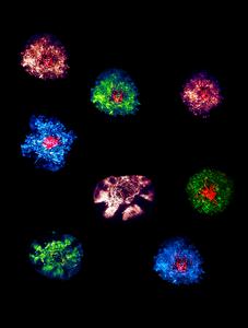 Actin cytoskeleton and the T cell receptor, pseudocoloured to highlight different cells