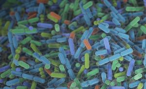 Bacteria
