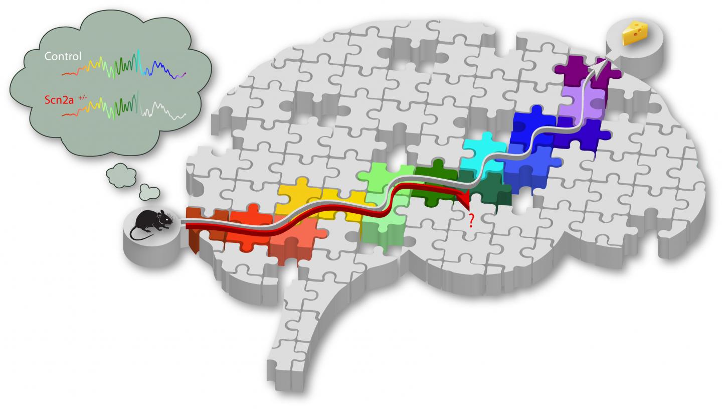 Schematic of Truncated Replay in SCN2A+/- Mice