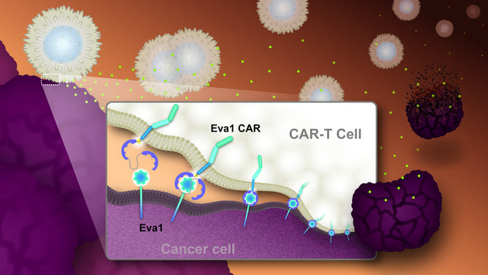 Eva1CAR-T cells can form more effective immune synapses
