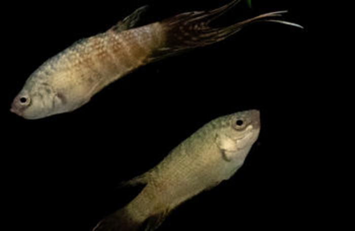 Paradis fish