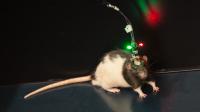 Rats on the Hunt for Chocolate Help Us Understand the Brain