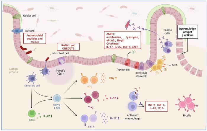 Interplay of Epithelial and Immune Cells in the Small Intestine