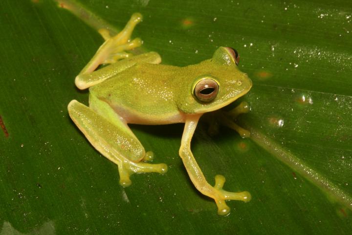 Palm Frog