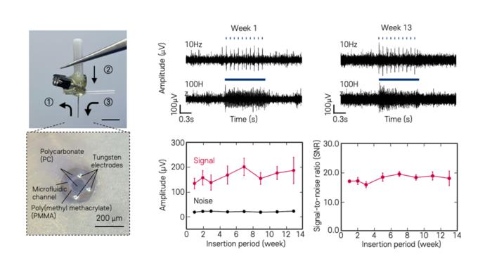 Cross-sectional image of coated flexible neural electrode (left) and neural signal recording performance over time (right), respectively