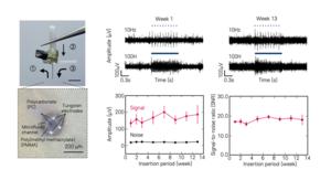 Cross-sectional image of coated flexible neural electrode (left) and neural signal recording performance over time (right), respectively
