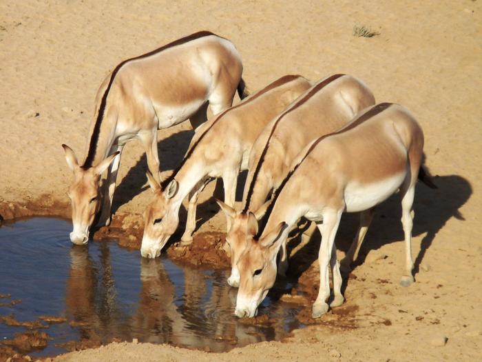 Wild asses at a watering hole