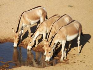 Wild asses at a watering hole