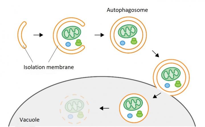 Autophagy Process