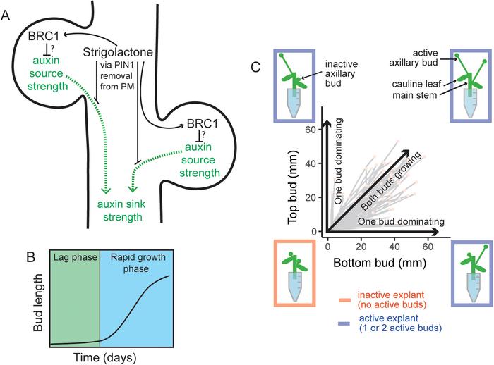 A stem segment with two axillary buds illustrates two regulatory hubs controlling shoot branching.