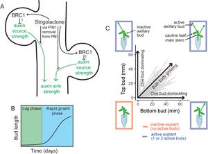 A stem segment with two axillary buds illustrates two regulatory hubs controlling shoot branching.