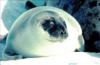 Seal Pup Day 2