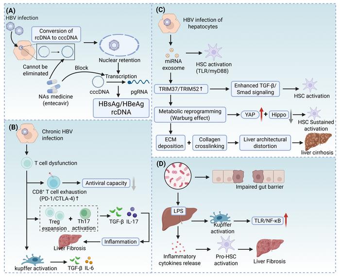 Mechanisms of hepatitis B virus-induced liver cirrhosis