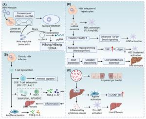Mechanisms of hepatitis B virus-induced liver cirrhosis