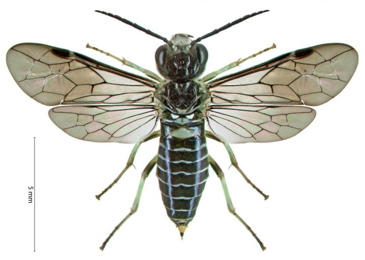 <i>Xenapates braunsi</i>