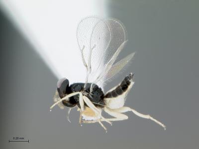 <i>Tamarixia radiata</i>