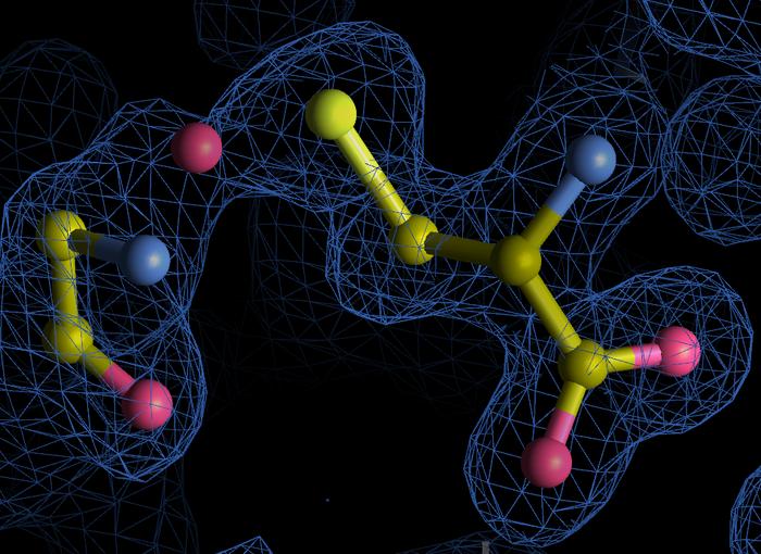 Representation of a newly discovered nitrogen-oxygen-sulphur, known as NOS, link (blue: nitrogen, red: oxygen, yellow: sulphur) between the amino acids glycine and cysteine within an enzyme