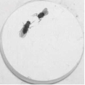 Two fruit flies tachykinin fight