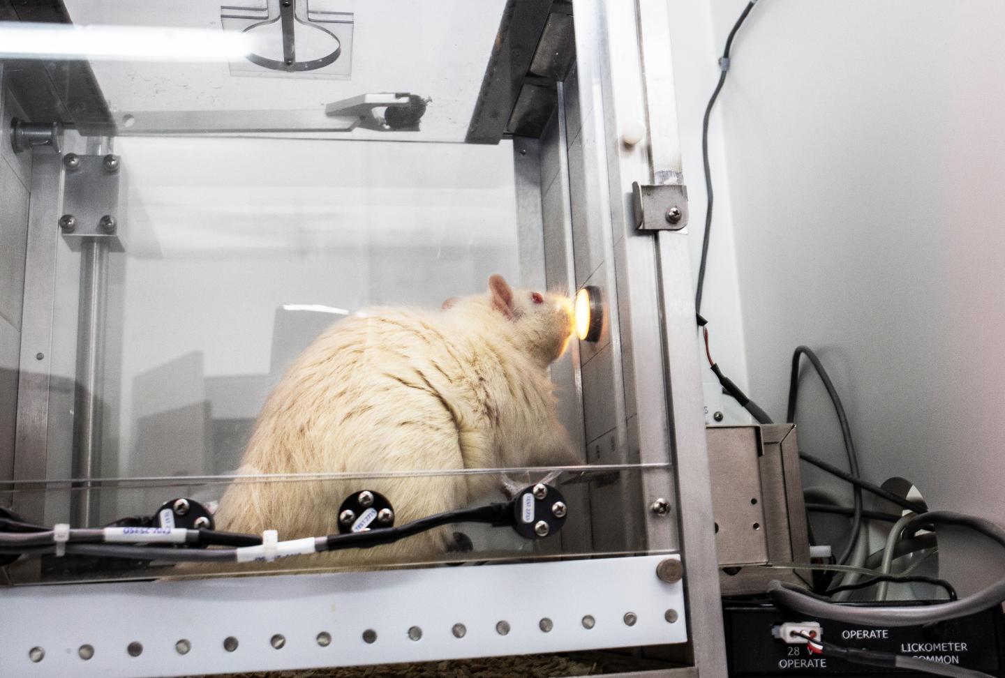 Rat Pressing Lever to Get Fluid as a Reward