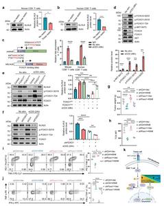 Chronic TCR stimulation suppresses KLHL6 expression via FOXO1 inhibition to promote T cell exhaustion and impair antitumor immunity.