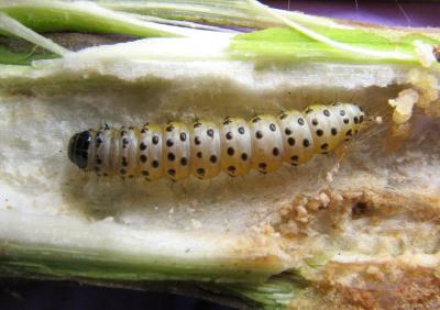 Webworm in Stalk