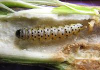 Webworm in Stalk