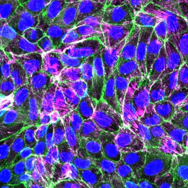 Cells